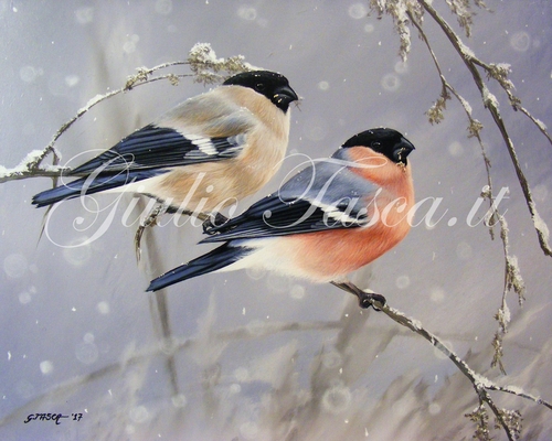 Nevicata tra i colori 30X24 - Jahr 2017 - Private collection